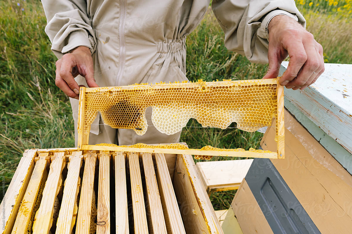 Anonymous farmer honeycomb harvest