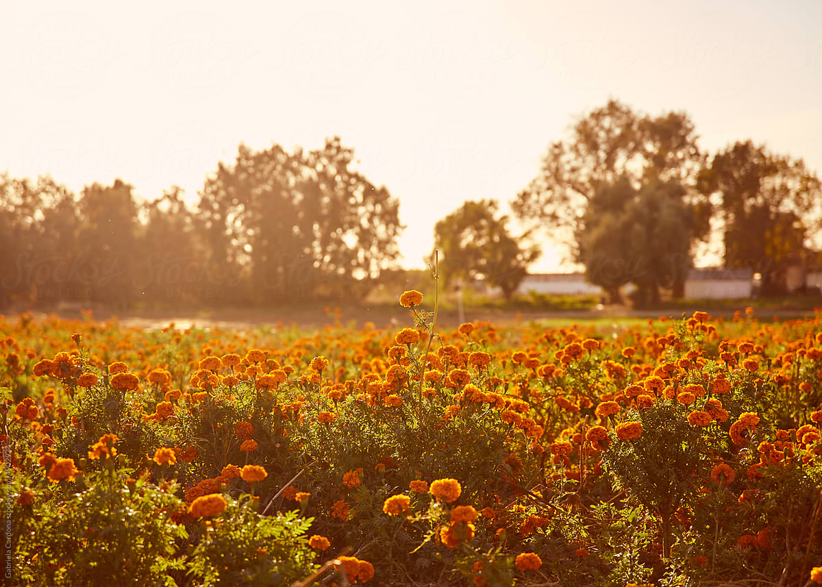 Cempasúchil (mexican marigold) flower field
