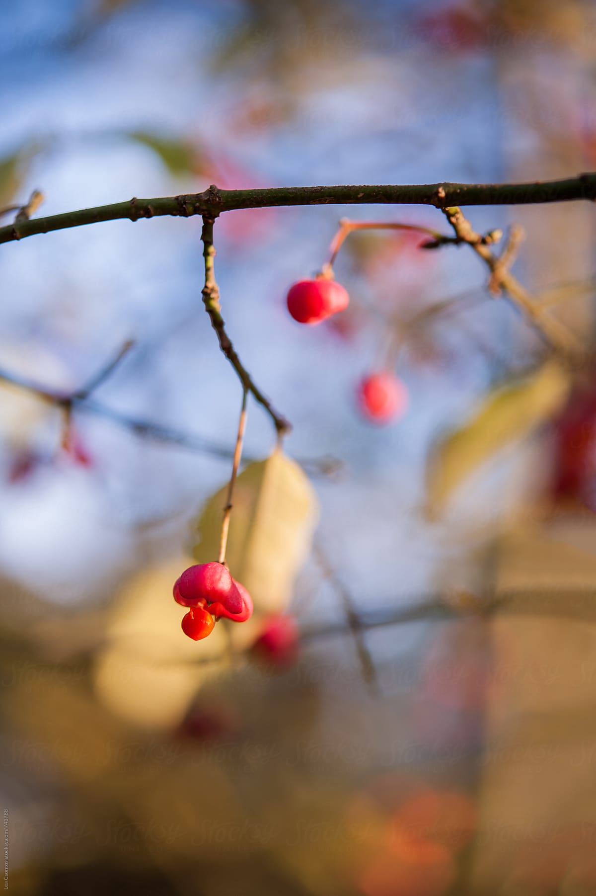 Bright red wild berries in a forest in autumn
