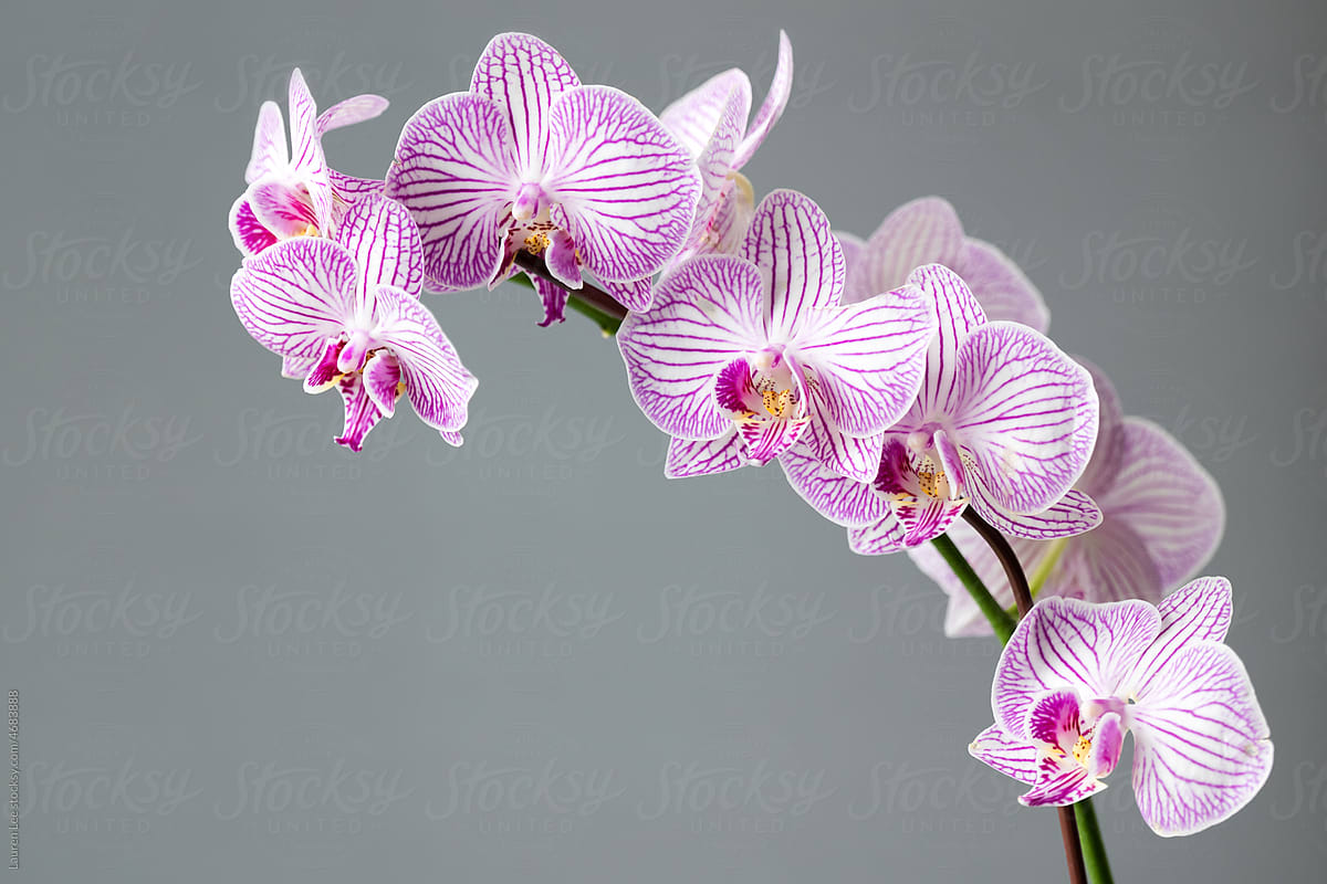Purple striped orchids