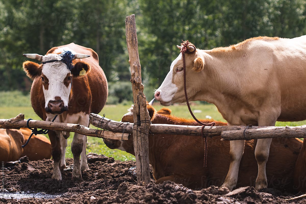 Cattle In Chinese Rural By Stocksy Contributor Zheng Long Stocksy 9552