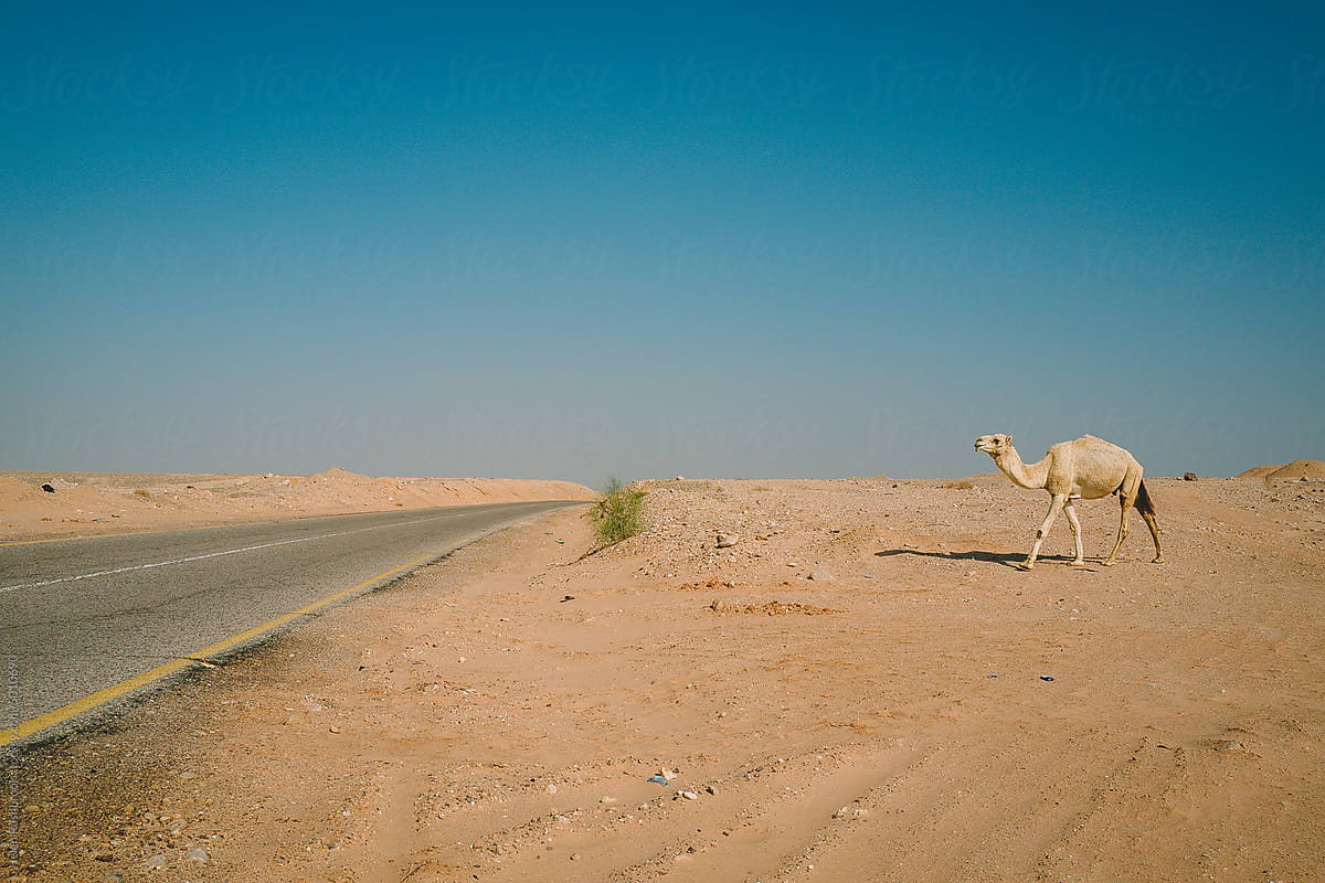Camels crossing the road near the Dead Sea in Jordan.