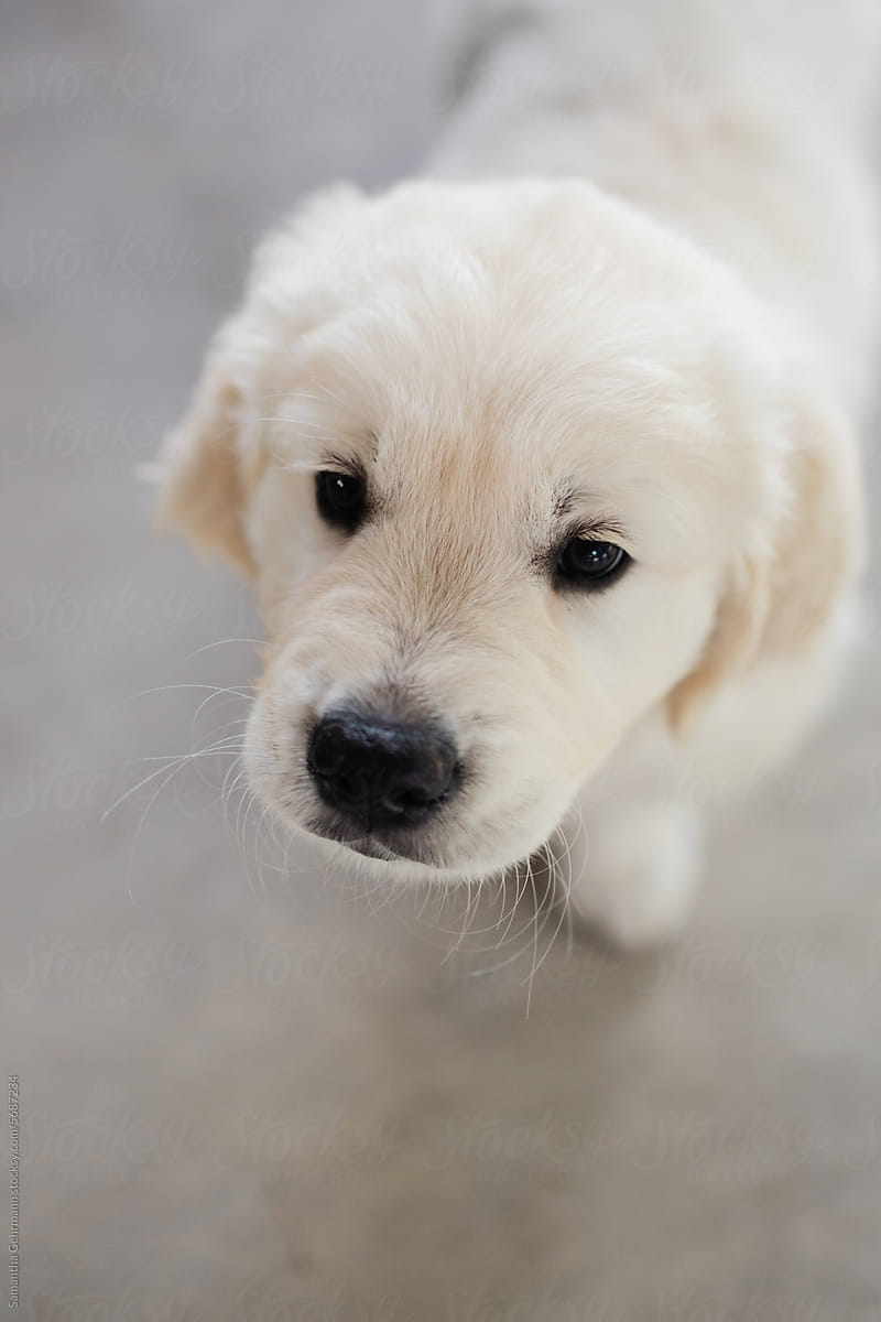overhead portrait of an English cream golden retriever puppy