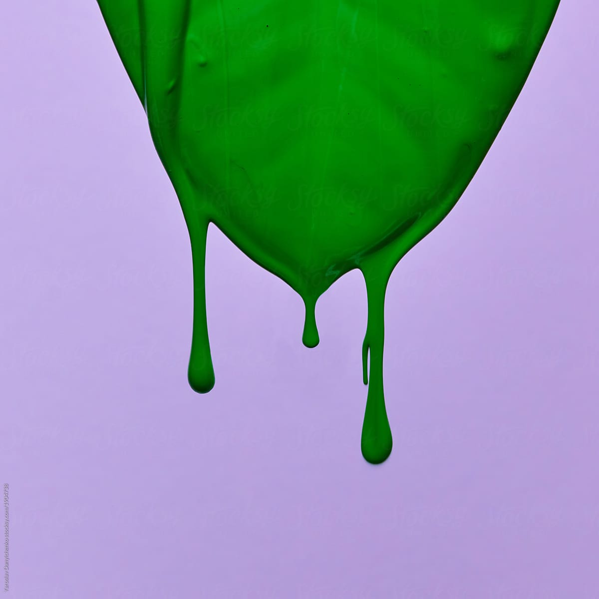 Petal of ficus painted with green paint on a purple background