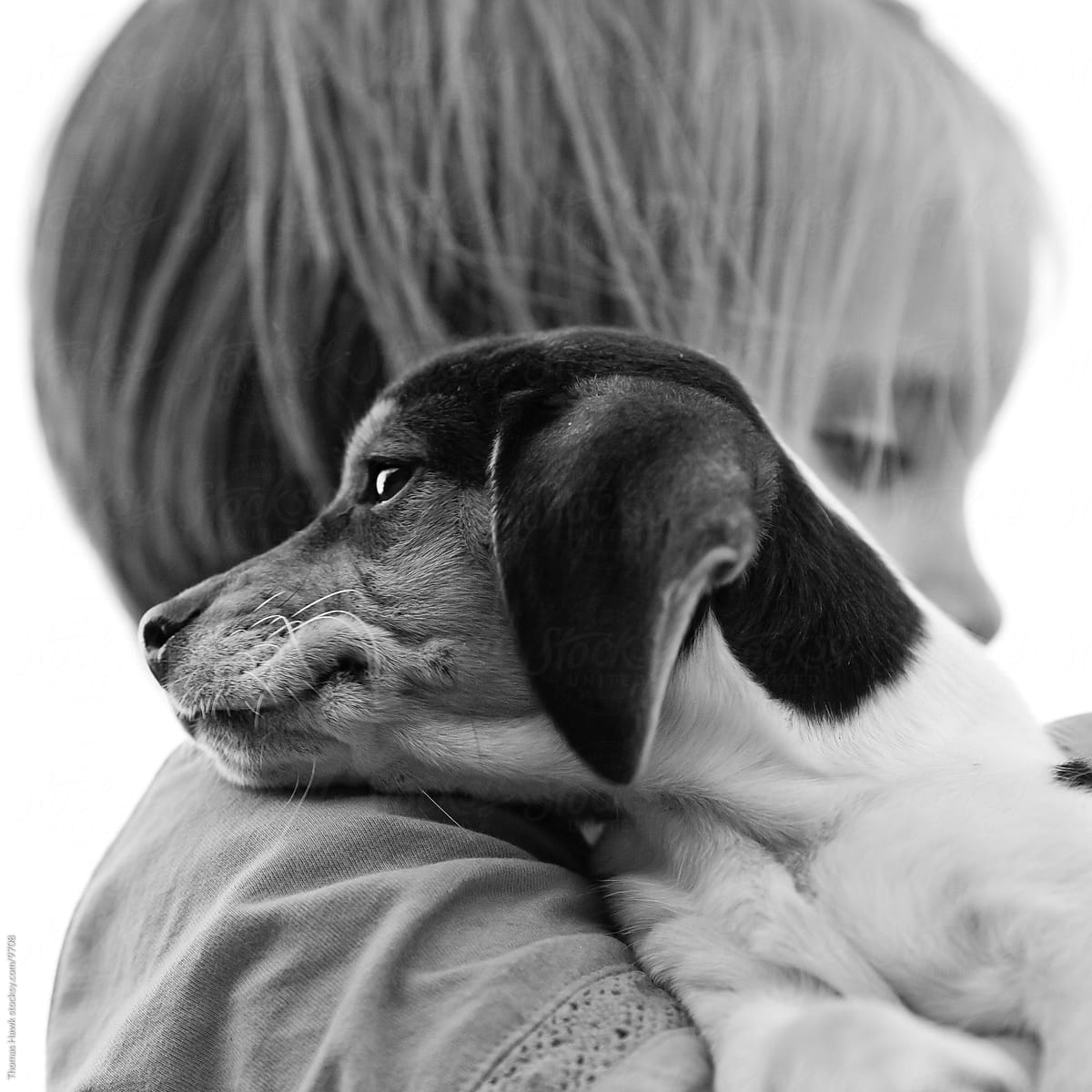 Girl and Beagle Puppy