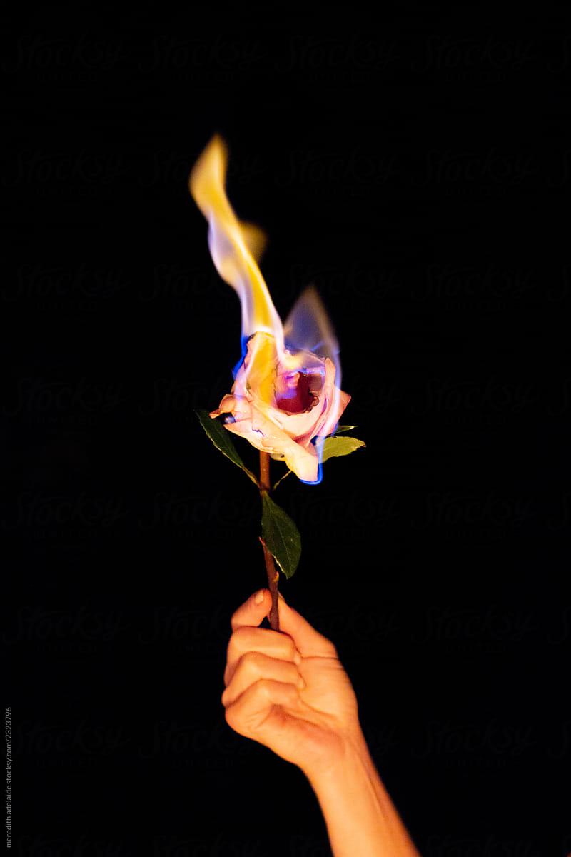 Burning Rose at Night