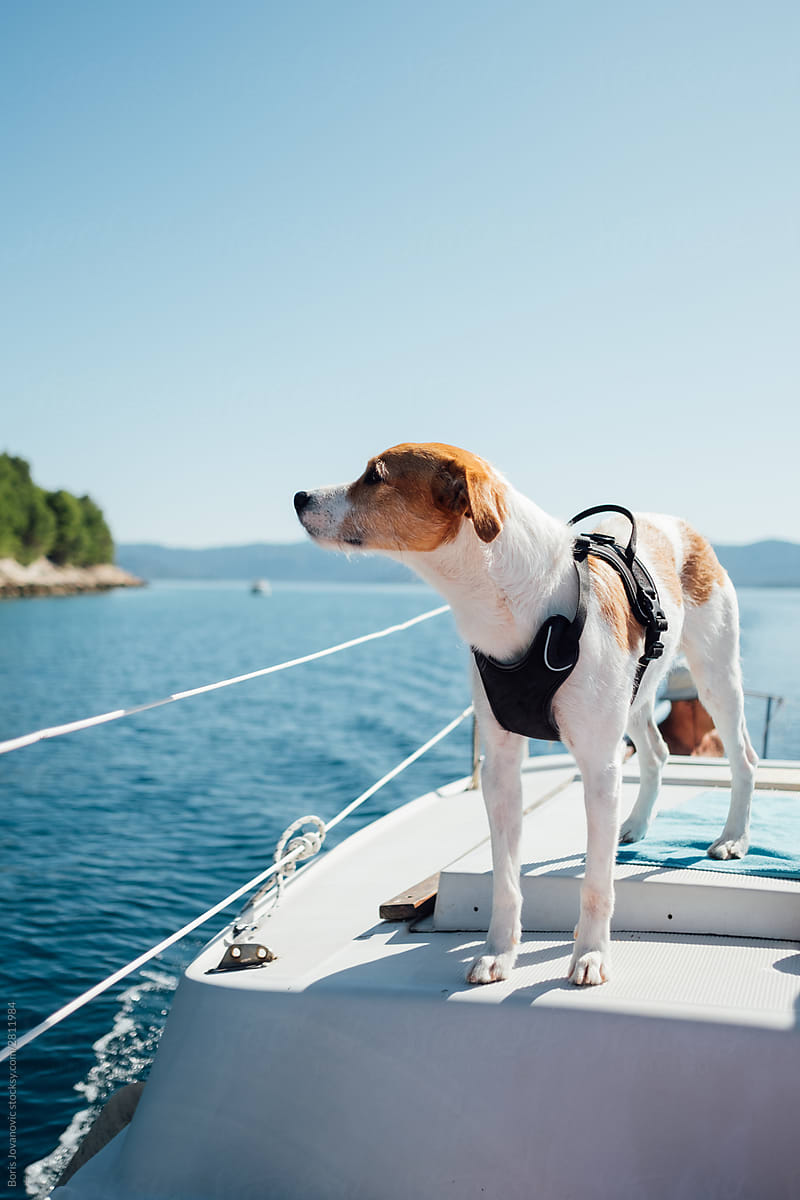 A Dog On A Boat Looking Into The Distance
