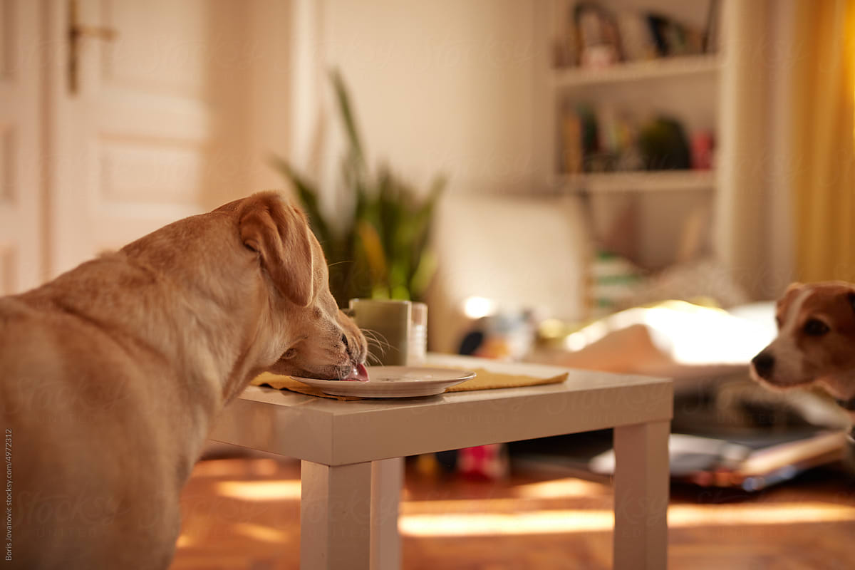 Dog taking food from plate