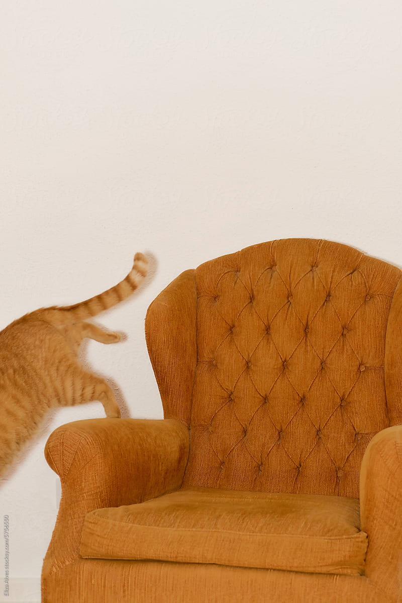 Cat jumping of an armchair