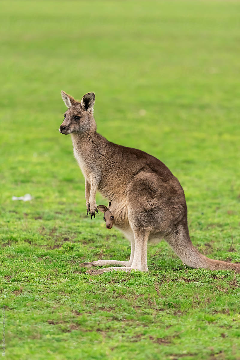 kangaroo joey in pouch