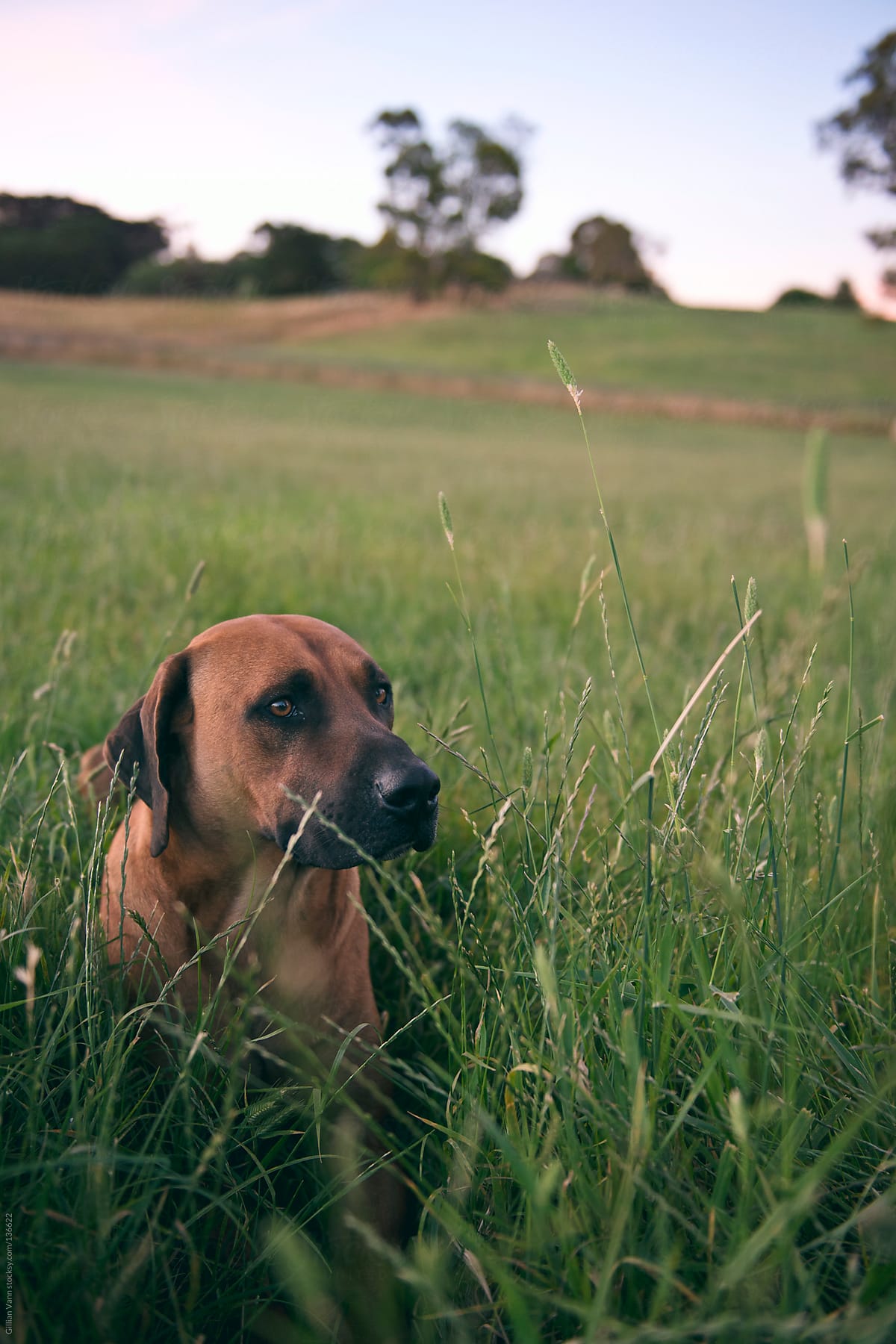 rhodesian ridgeback dog in field