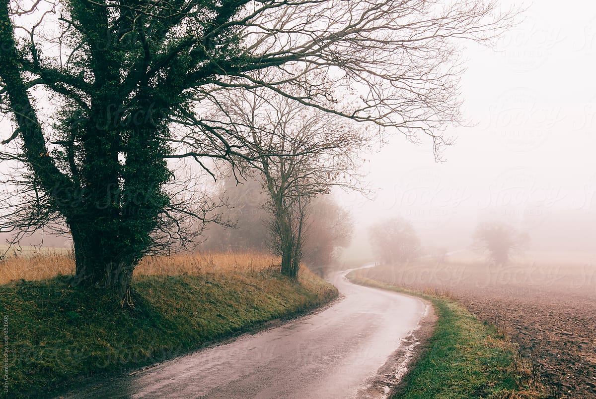 Rural tree lined road in fog. Norfolk, UK.