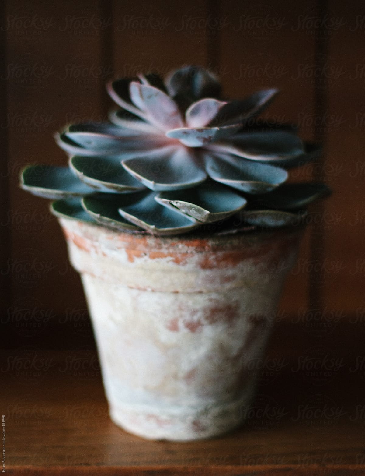 A succulent in a vintage terracotta pot