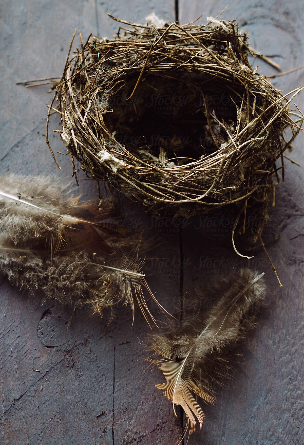 An empty nest and feathers