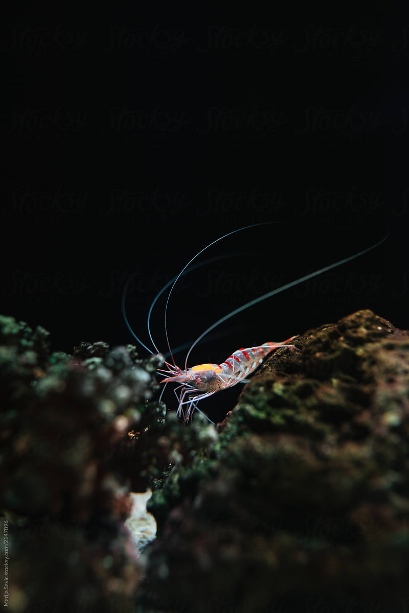 Marine Creature - Little Shrimp