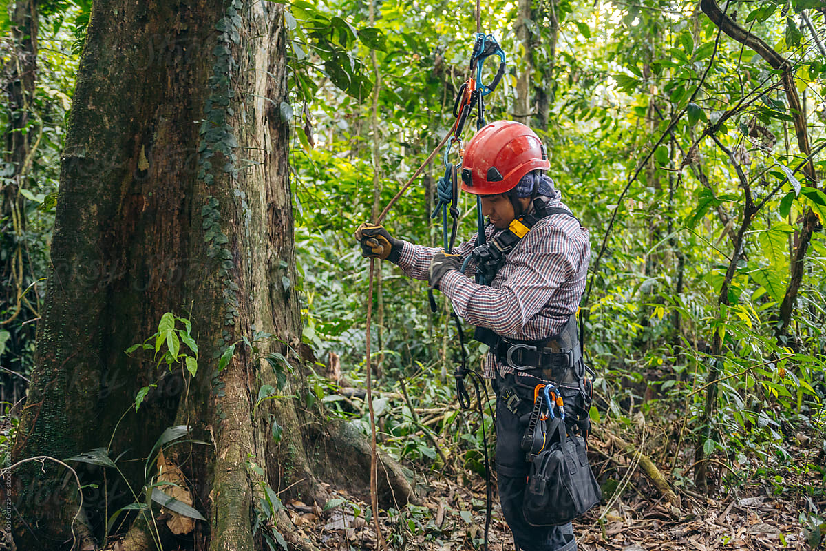 Man with tree climbing equipment