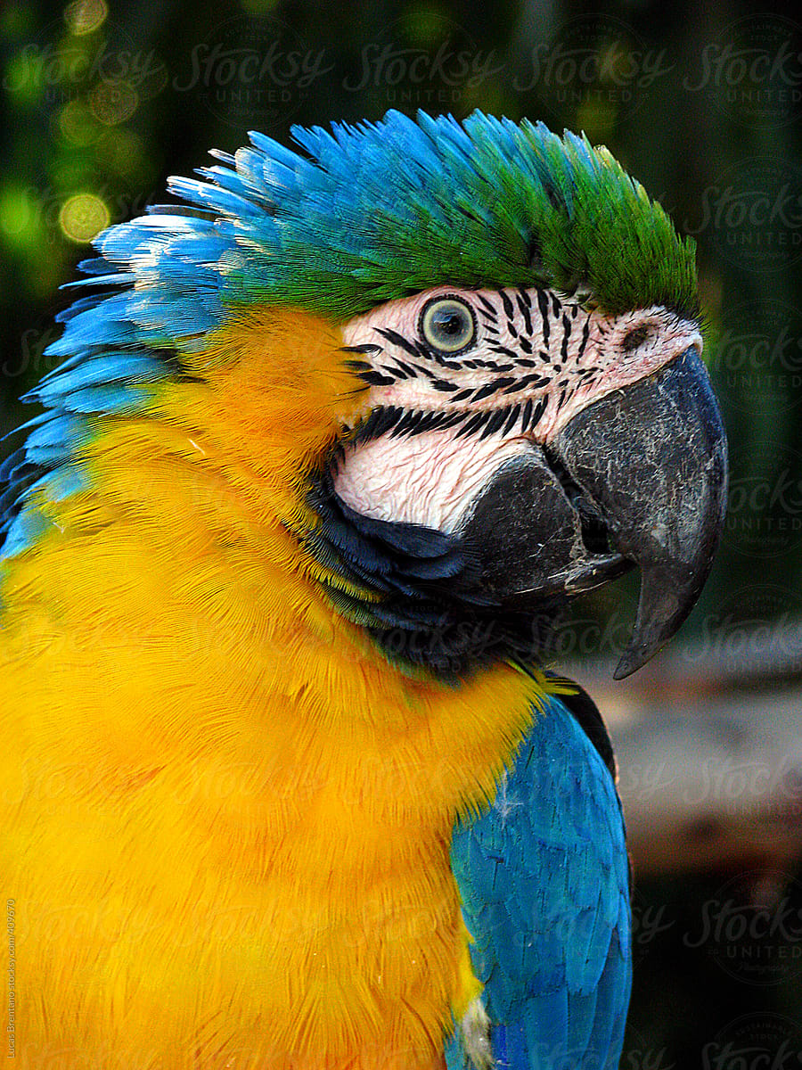 Brazilian Macaw