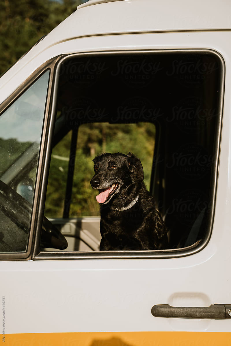 Dog driving camper van