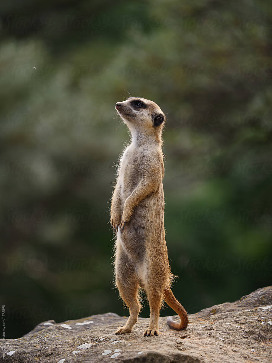 A meerkat standing on tiptoes