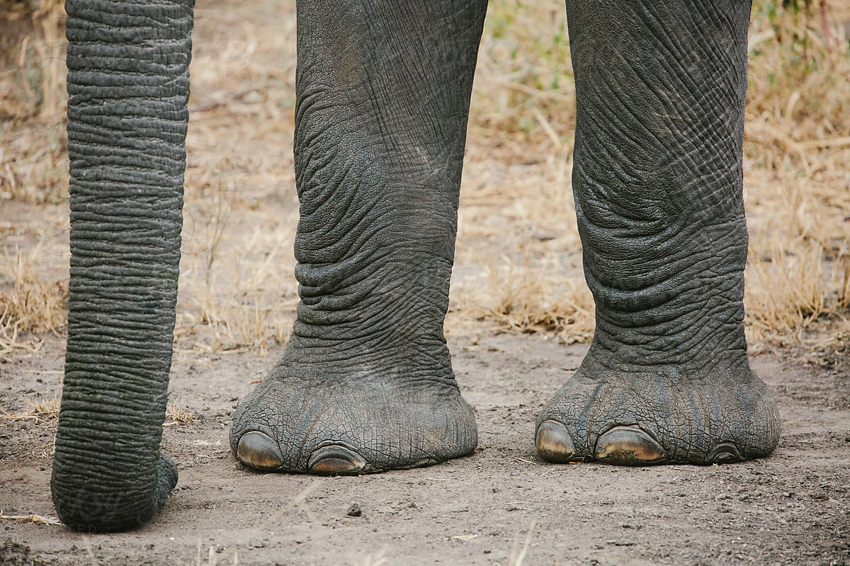 elephant legs and trunk
