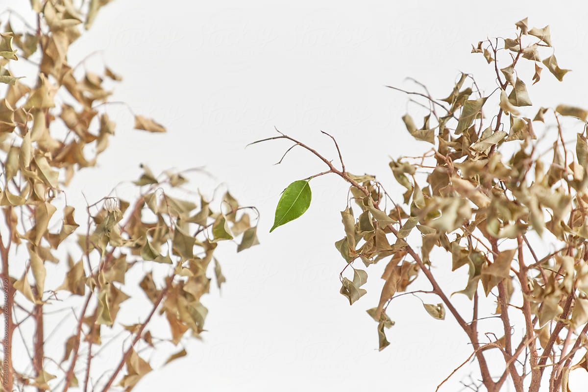 Leaf on withered plant