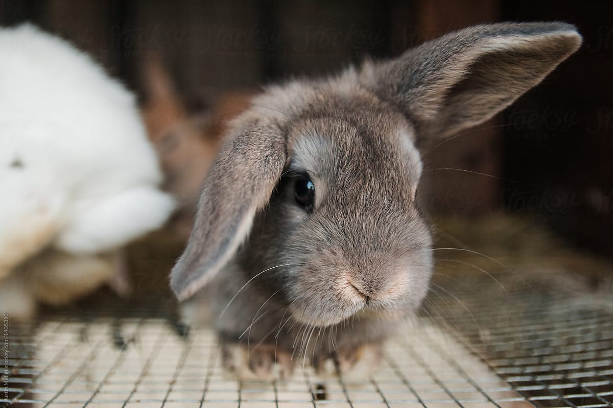 Crazy bunny ears