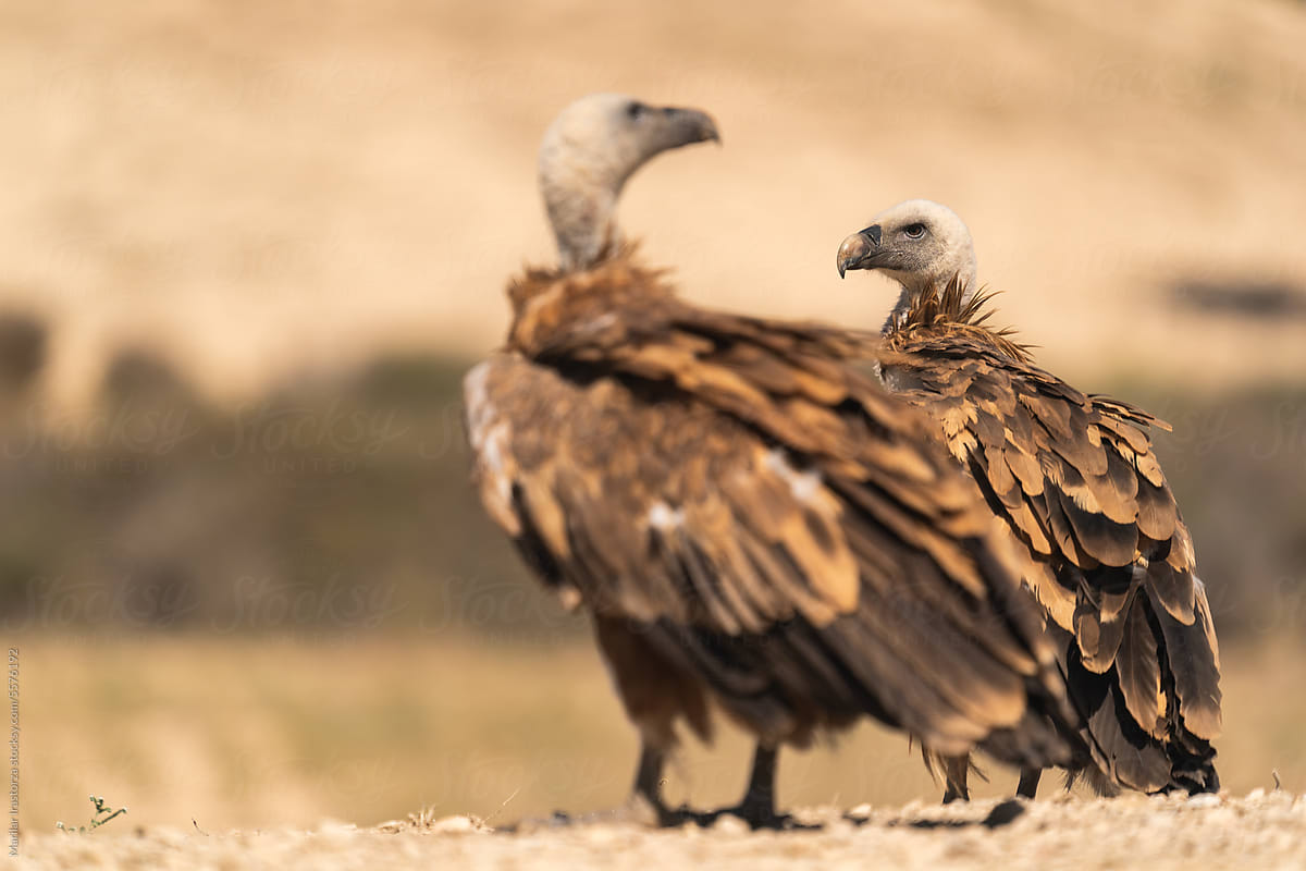 Two Griffon Vultures In The Largest Desert Area In Europe