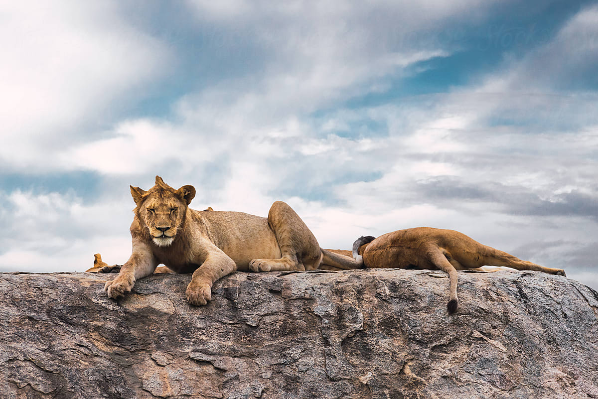 Young lions on the rock - Stock Image - Everypixel