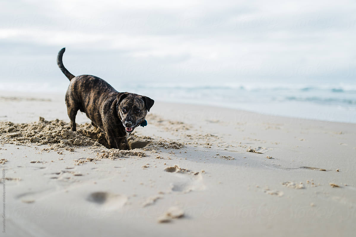 dog digging hole on a beach