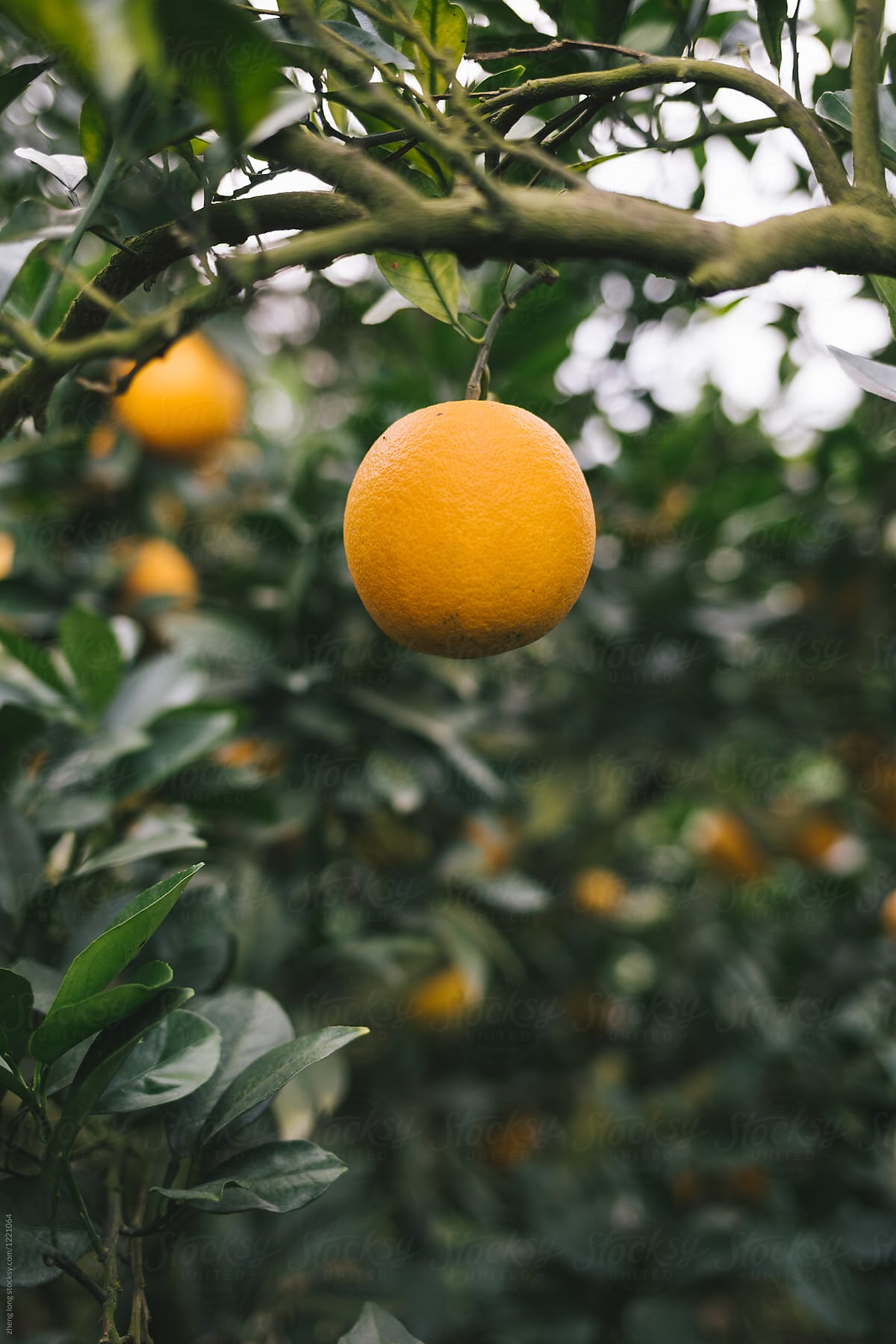 Navel orange orchard in Jiangxi province,China