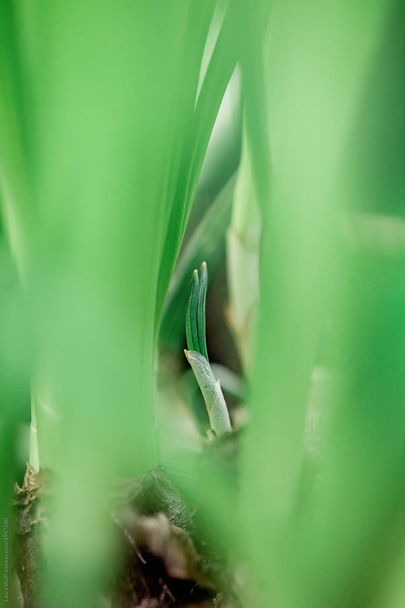  spring brings new life baby muscari sprout amongst taller and bigger