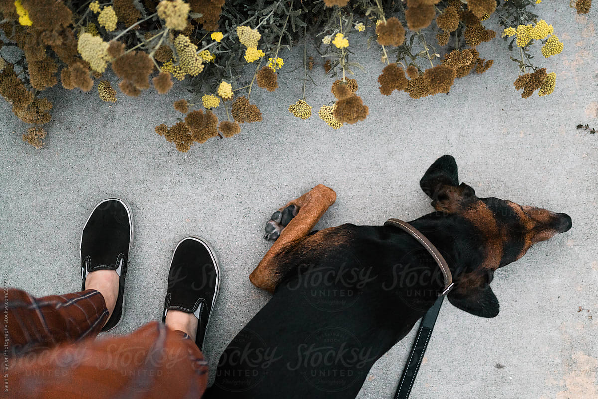 Dog resting at owners feet