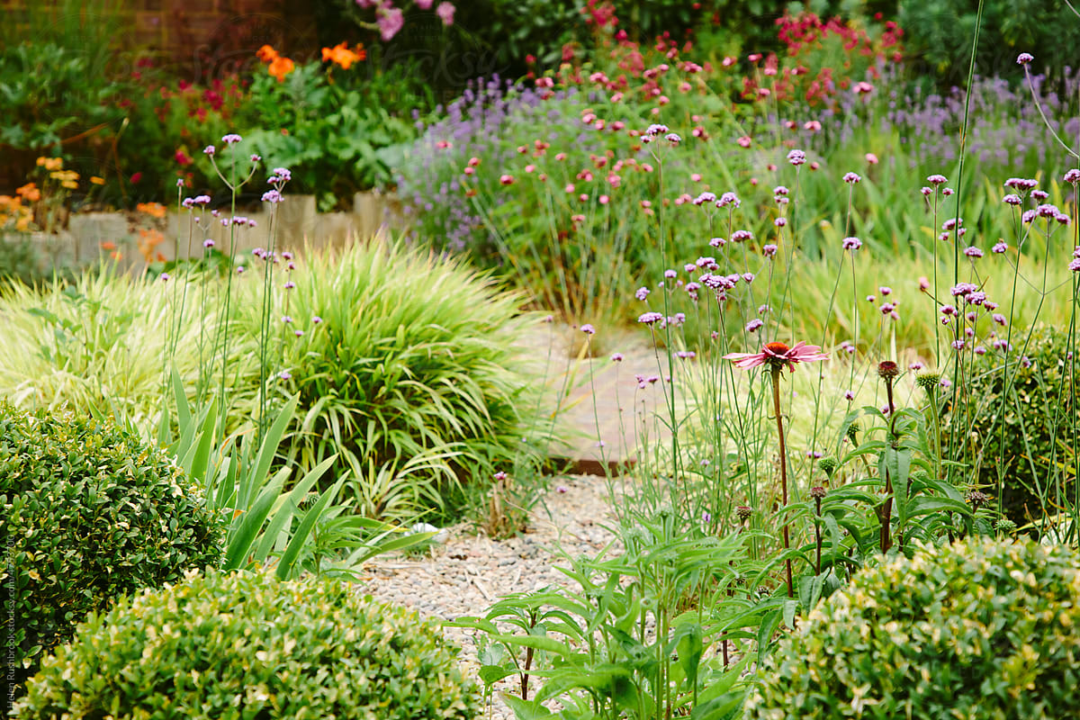 Summer perennial plants flowering in a landscaped garden.