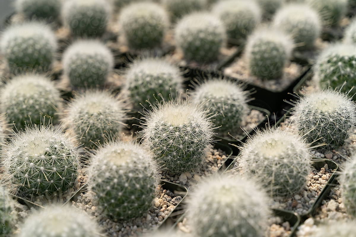 Tiny cactus lined up