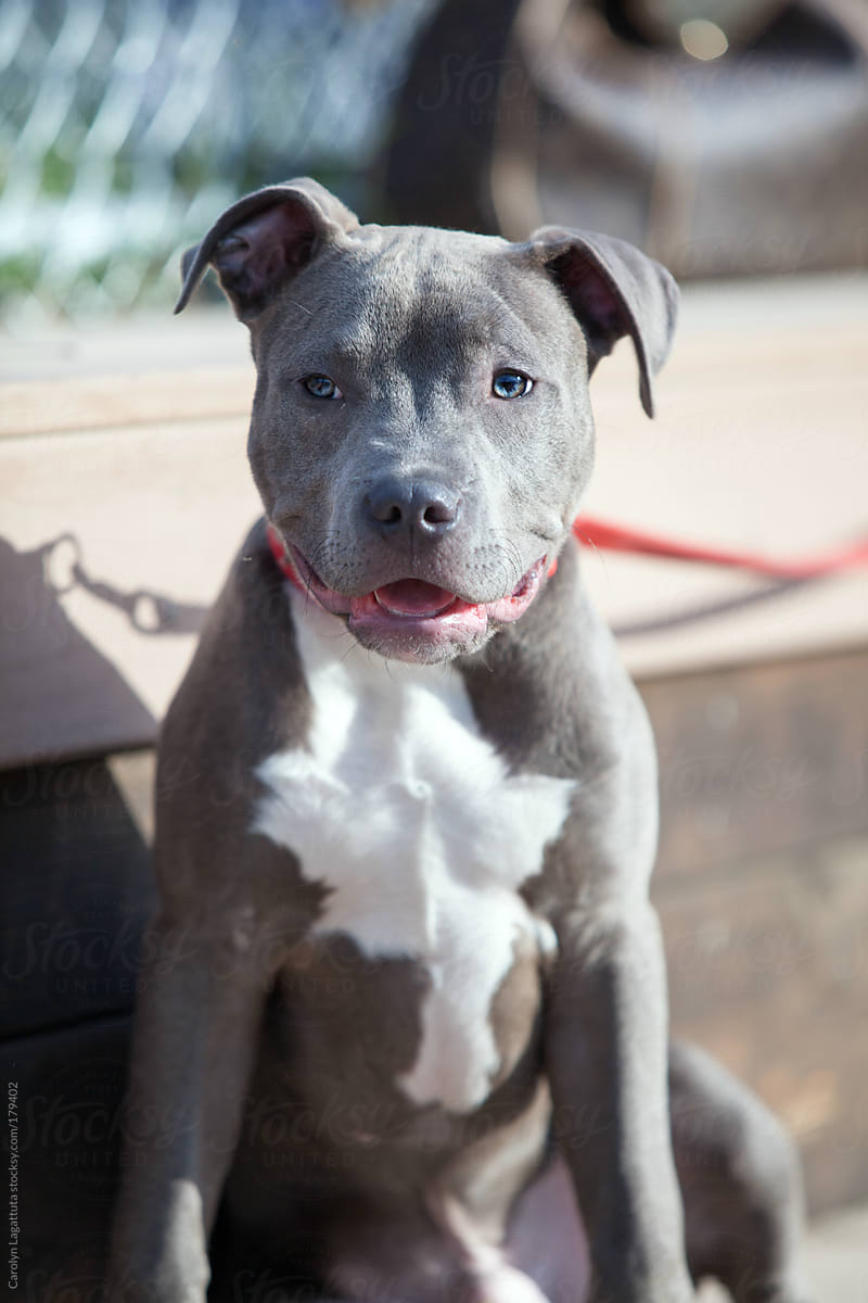 Handsome Grey And White Pit Bull Puppy | Stocksy United