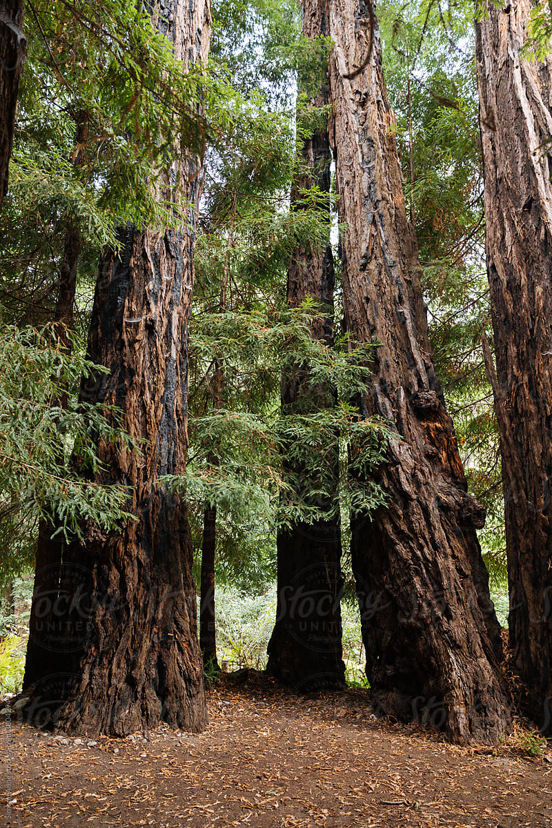 Gnarled redwoods stand in a dirt redwood grove