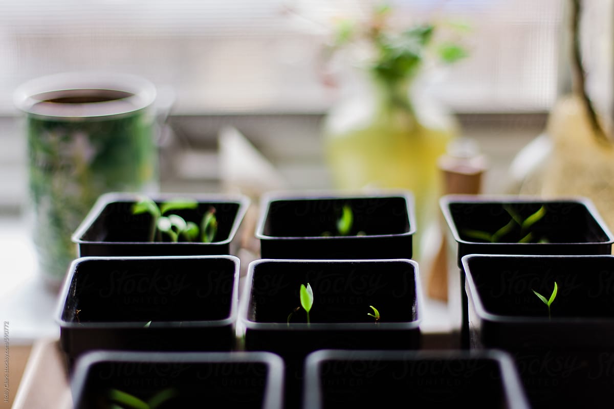 Seedlings growing in plastic pots.