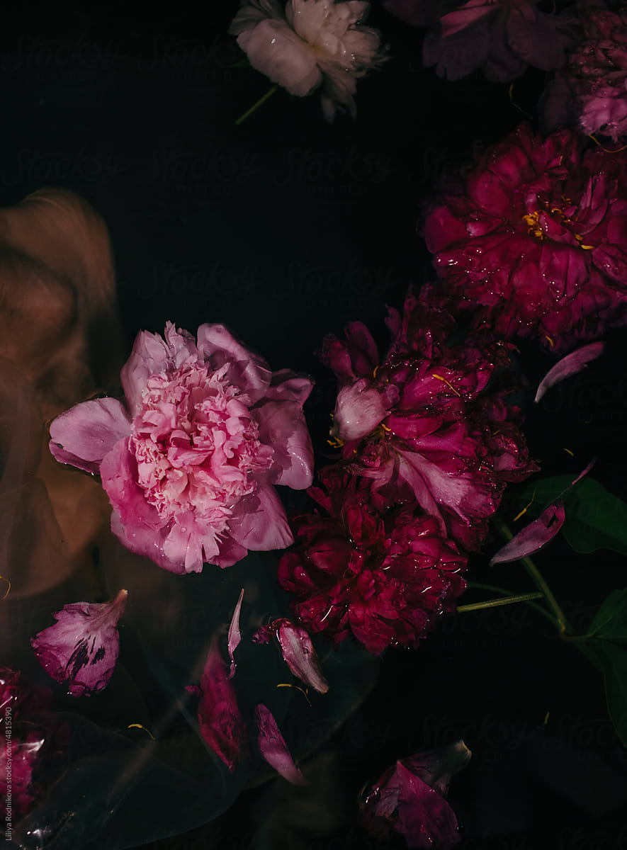 Bright peonies in dark water - flower background