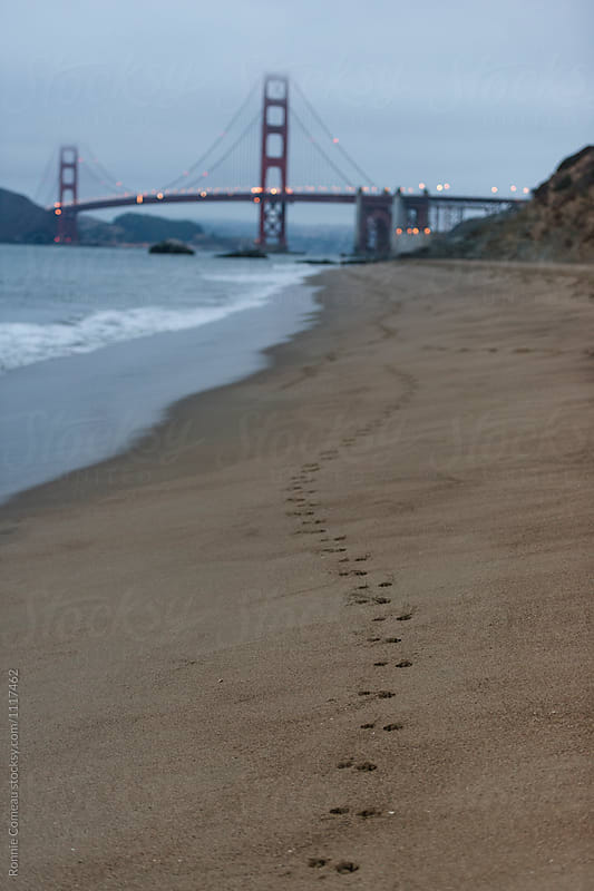 Dog Prints Leading To Golden Gate Bridge At Dawn
