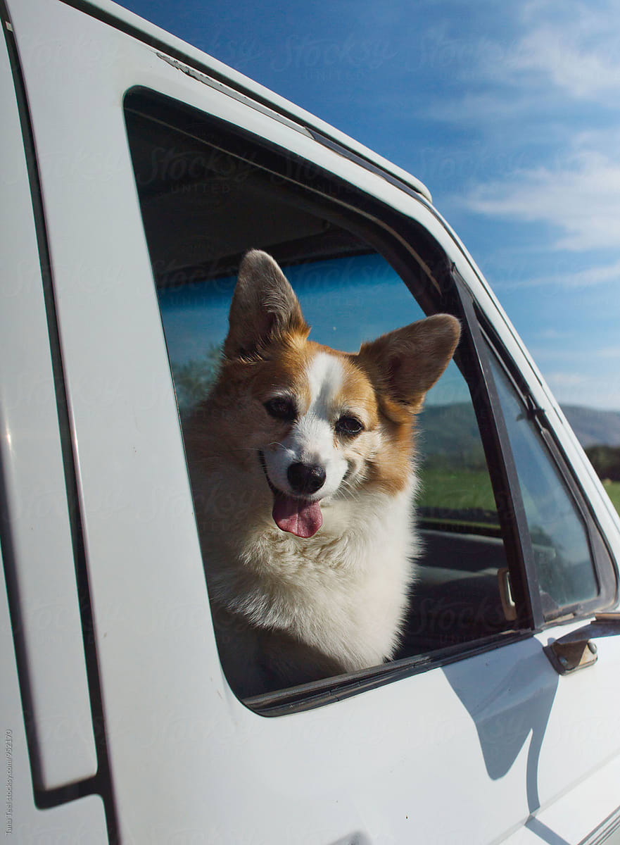 corgi mix dog sits in passenger side of pickup