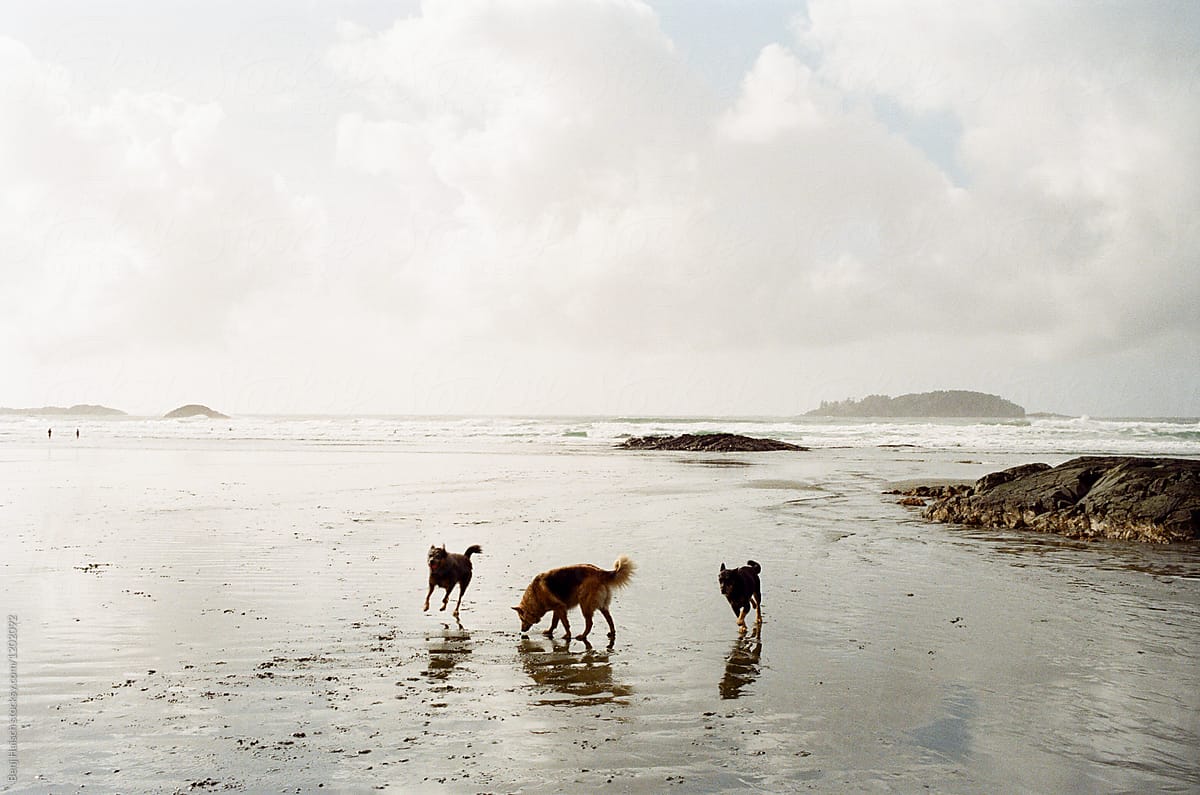 Three Dogs on the Beach