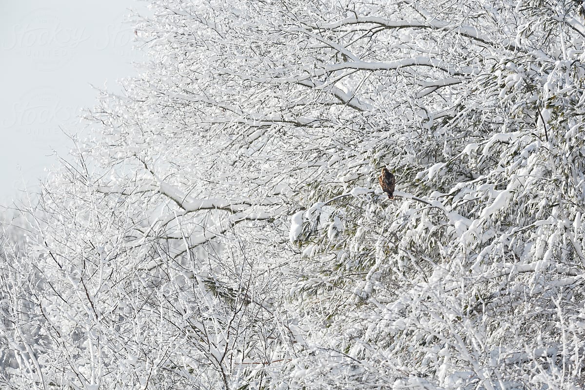 Red-tailed Hawk in a Winter Scene