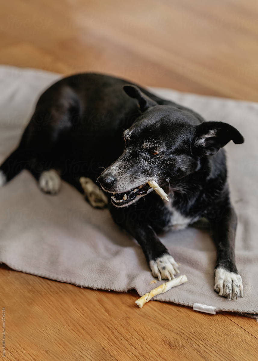 Dog eating snack