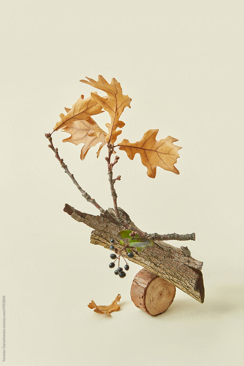 Botanical showcase with wood and fall leaves.