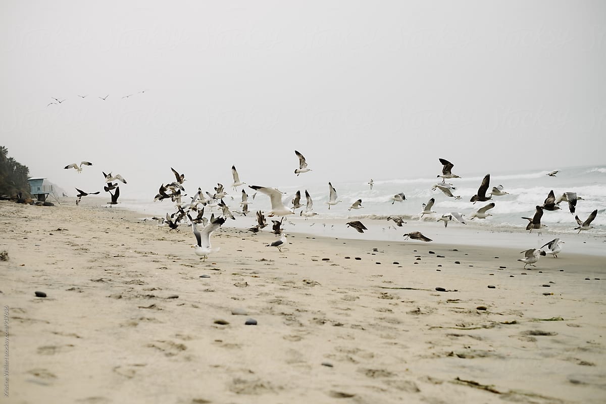 Birds flying away on the Beach