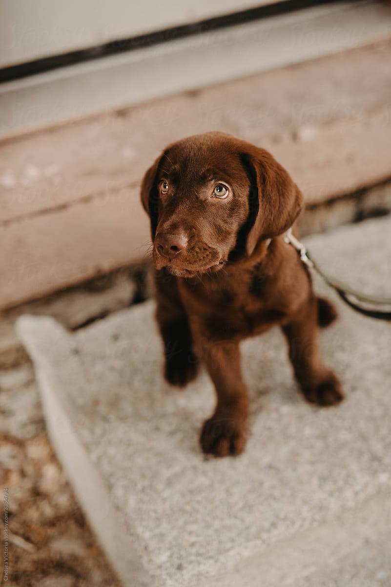 A chocolate lab puppy