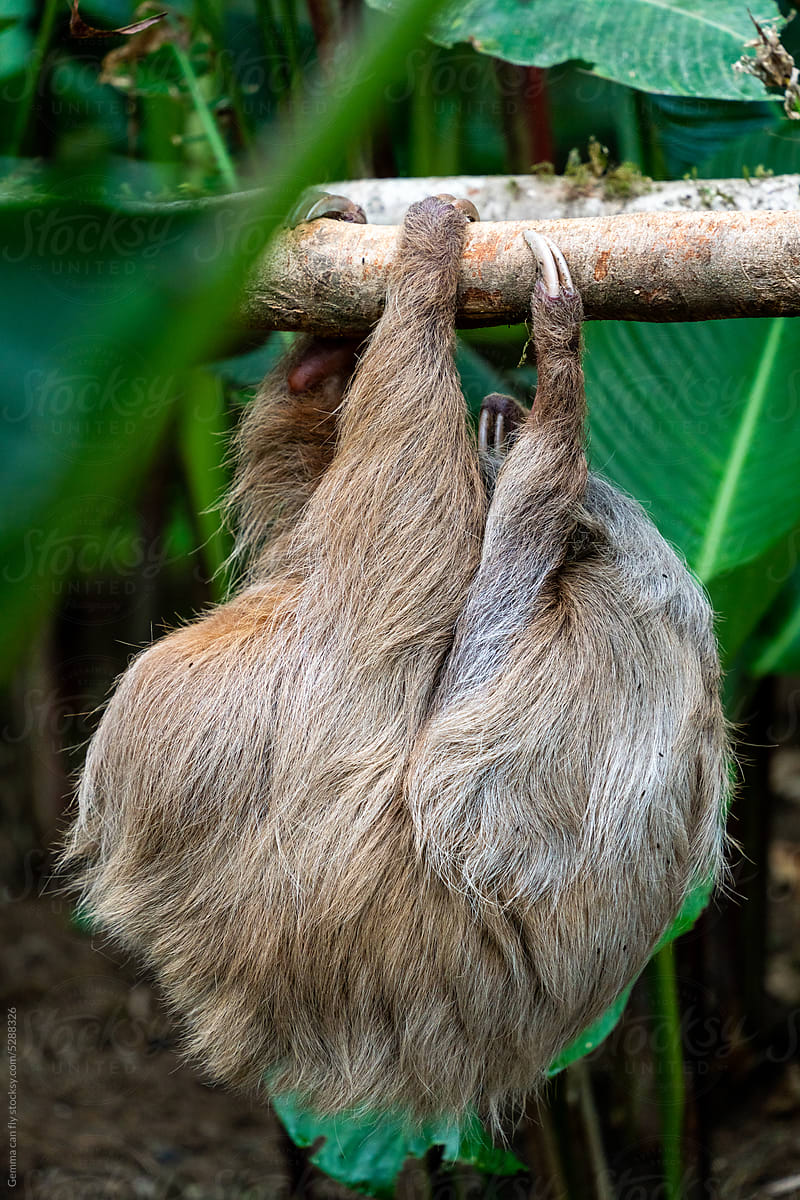 Two-toed sloth, travel Costa Rica