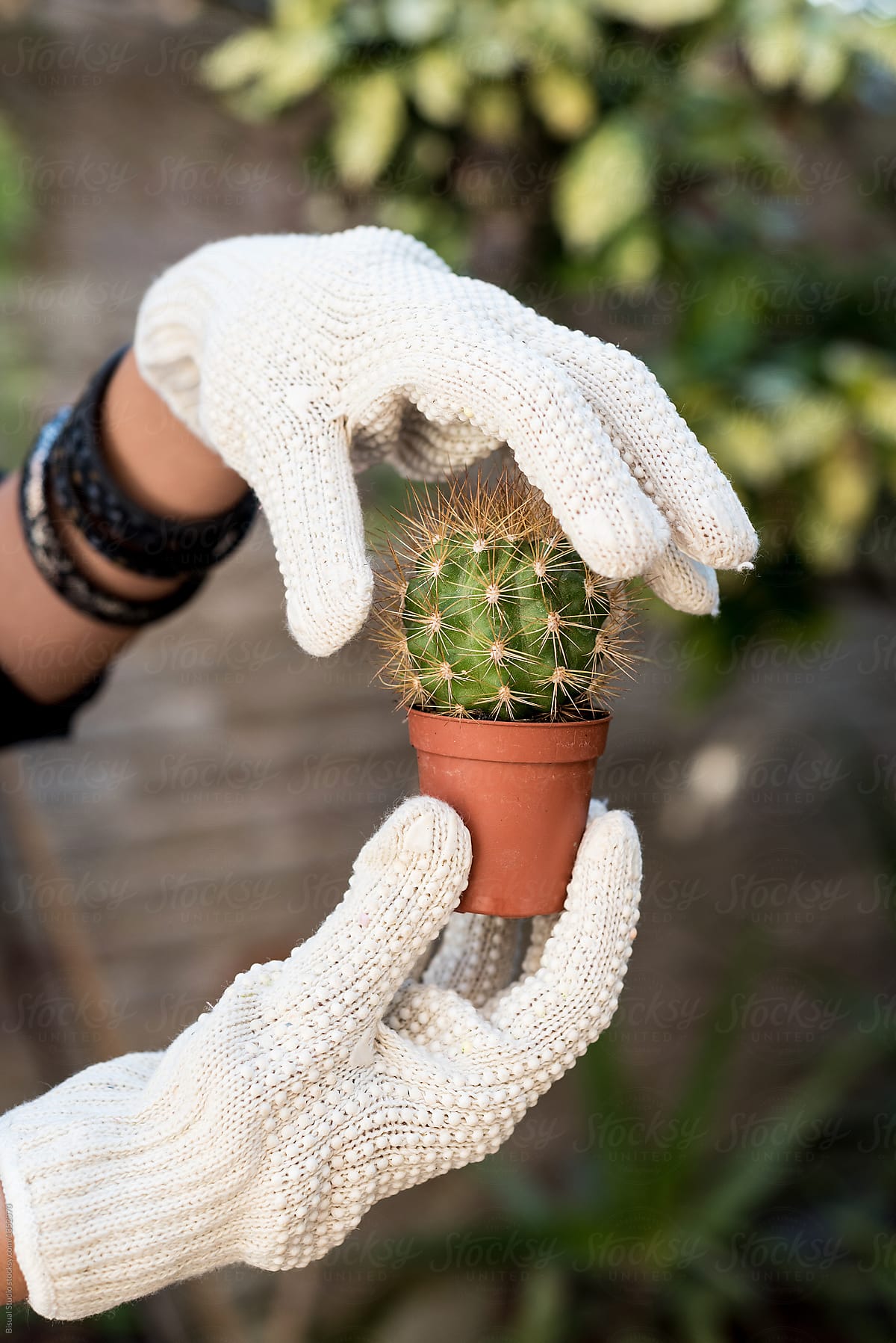 Female gardener planting cacti