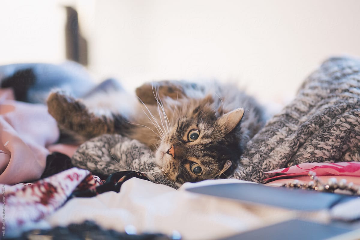 Cat lying on a pile of sweaters