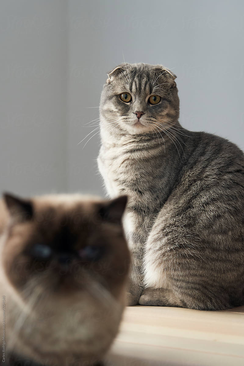 Two cats portrait